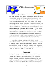 Tehnici promoționale - florărie - analiza pieței - Pagina 2