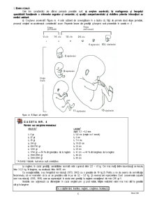 Dezvoltarea Prenatală - Pagina 1