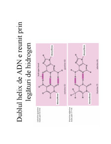 Structura ADN-ului și Codul Genetic - Pagina 6