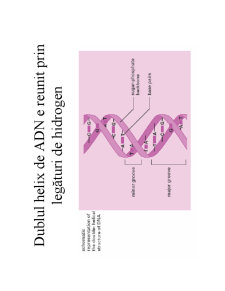 Structura ADN-ului și Codul Genetic - Pagina 7