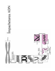 Structura ADN-ului și Codul Genetic - Pagina 8