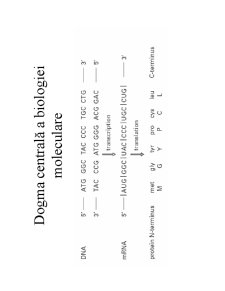 Structura ADN-ului și Codul Genetic - Pagina 9