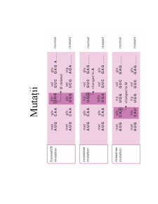 Structura ADN-ului și Codul Genetic - Pagina 13