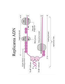 Structura ADN-ului și Codul Genetic - Pagina 14