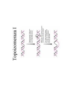 Structura ADN-ului și Codul Genetic - Pagina 16
