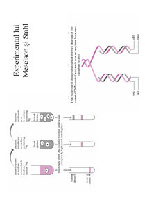 Structura ADN-ului și Codul Genetic - Pagina 17