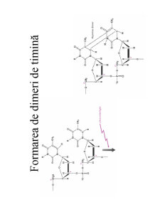 Structura ADN-ului și Codul Genetic - Pagina 19