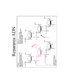 Structura ADN-ului și Codul Genetic - Pagina 20