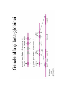 Structura ADN-ului și Codul Genetic - Pagina 21