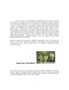 Sisteme horticole - vița de vie - Pagina 1
