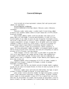 Cașcaval Dobrogea și pastrama de oaie - Pagina 1