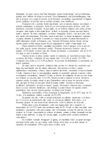 Cașcaval Dobrogea și pastrama de oaie - Pagina 4