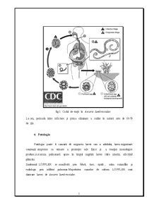 Controlul și expertiza produselor alimentare - Acaris Lumbricoides - Pagina 5