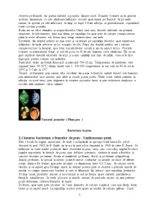 Bolile și dăunătorii plantelor - Pagina 3