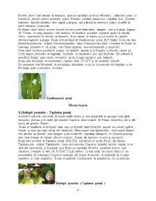 Bolile și dăunătorii plantelor - Pagina 4