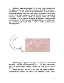 Protostrongilidozele rumegătoarelor mici - Pagina 3