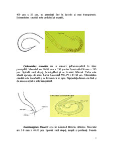 Protostrongilidozele rumegătoarelor mici - Pagina 4