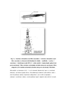 Structura morfologică a cărnii - Pagina 4