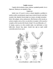 Botanică - familia aceraceae - Pagina 1