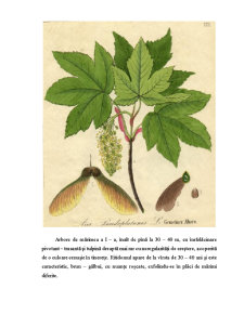 Botanică - familia aceraceae - Pagina 2