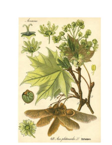 Botanică - familia aceraceae - Pagina 5