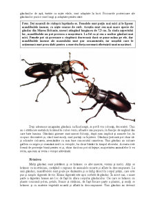 Animale și plante - gândacii - Pagina 2