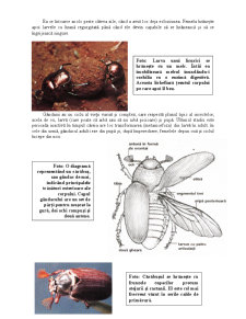 Animale și plante - gândacii - Pagina 4