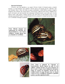 Animale și plante - gândacii - Pagina 5