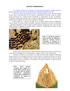 Animale și Plante - Insecte Colonizatoare - Pagina 1
