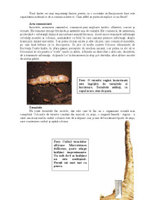 Animale și Plante - Insecte Colonizatoare - Pagina 2