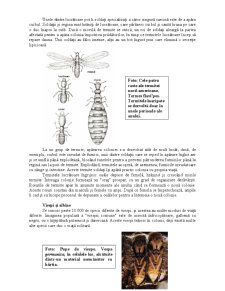 Animale și Plante - Insecte Colonizatoare - Pagina 3