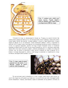 Animale și Plante - Insecte Colonizatoare - Pagina 4