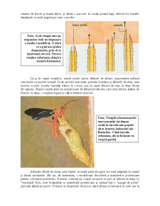 Animale și Plante - Insecte Colonizatoare - Pagina 5