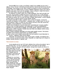 Ghepardul - cel mai rapid animal de pe pământ - Pagina 2