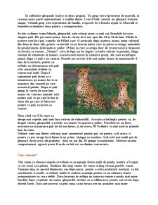 Ghepardul - cel mai rapid animal de pe pământ - Pagina 3