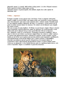 Ghepardul - cel mai rapid animal de pe pământ - Pagina 4