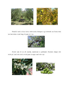 Caracterizarea generală a măslinelor - Pagina 2