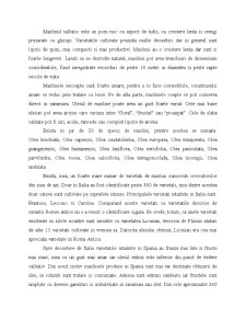 Caracterizarea generală a măslinelor - Pagina 3
