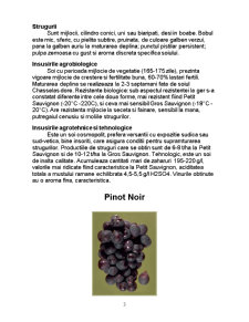 Înființarea unei plantații de viță de vie pentru struguri de vin - Pagina 3