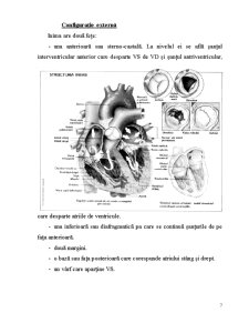 Anatomia și fiziologia aparatului cardio-vascular - Pagina 2