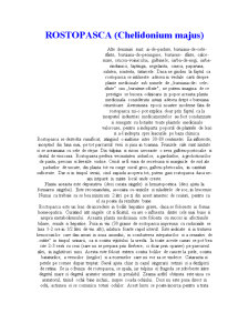 Rostopasca (chelidonium majus) - Pagina 1