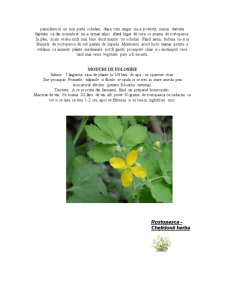 Rostopasca (chelidonium majus) - Pagina 3