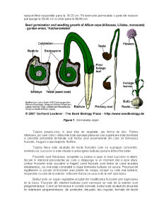 Ceapă bulbi și verde - Pagina 3