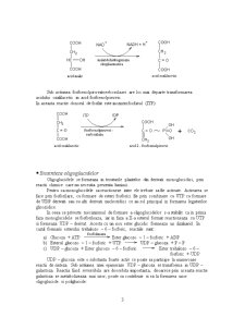 Biosinteza glucozei - Pagina 3