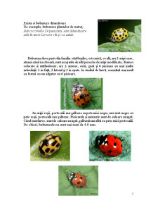 Clasa insectă supraordinul coleopteroidea ordinul coleoptera - Pagina 5