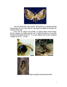 Familia Tortricidae - Viermele Merelor - Cydia Pomonella - Pagina 3