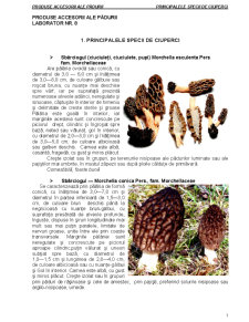 Produse accesorii ale pădurii - principalele specii de ciuperci - Pagina 1