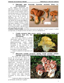 Produse accesorii ale pădurii - principalele specii de ciuperci - Pagina 2