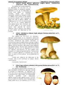 Produse accesorii ale pădurii - principalele specii de ciuperci - Pagina 3