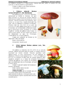 Produse accesorii ale pădurii - principalele specii de ciuperci - Pagina 4
